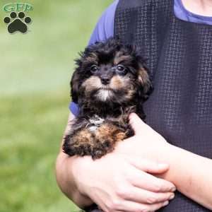 Barry, Bernedoodle-Munchkin Puppy
